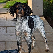 Prince participe au concours pour gagner de l'argent avec cette photo : dog, animal, pet, black_and_white, spotted, collar, chain, outdoor, pathway, stone, alert, brown_eyes, fur, standing, looking, nature, grass, background, daylight, ears