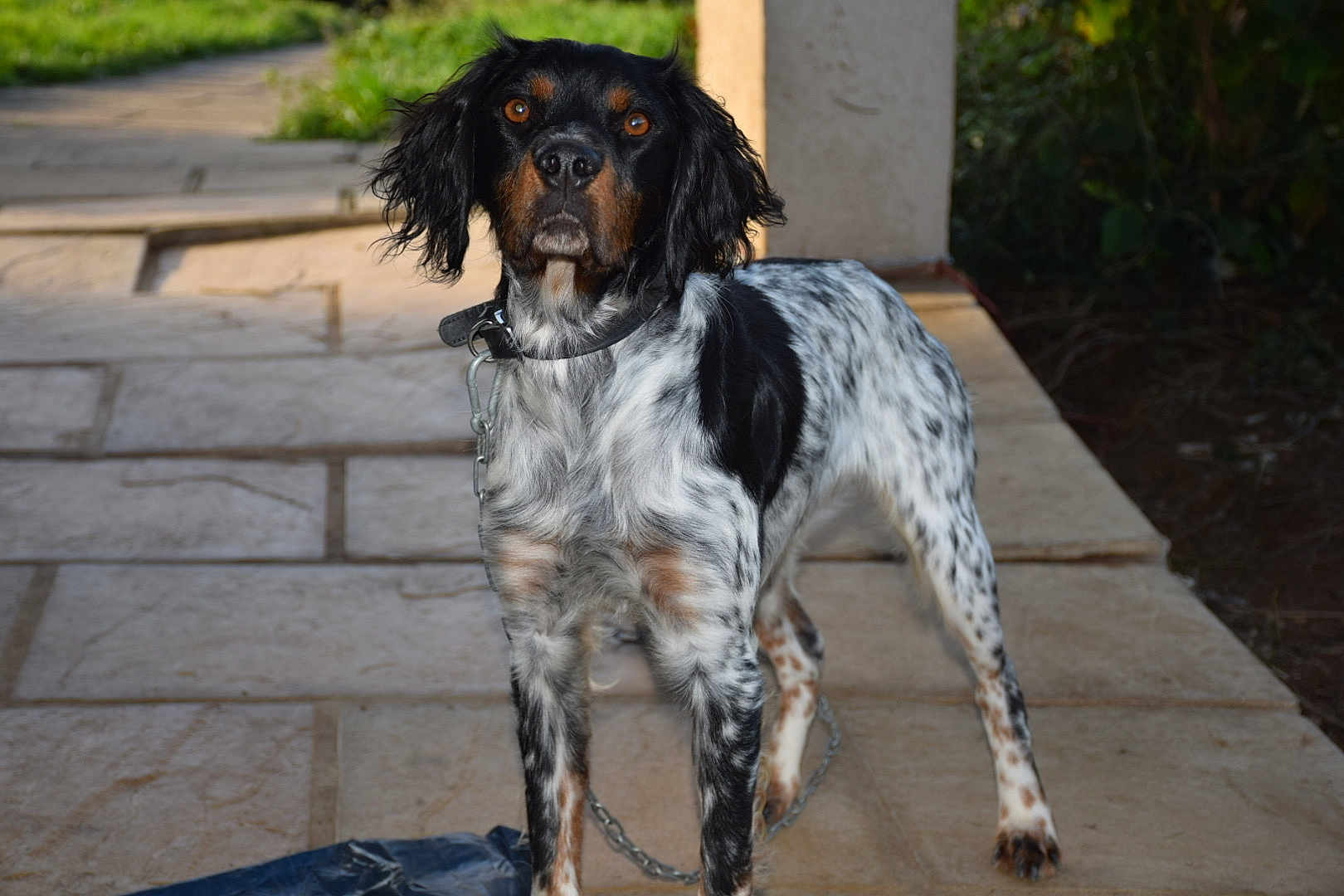Prince participe au concours pour gagner de l'argent avec cette photo : dog, animal, pet, black_and_white, spotted, collar, chain, outdoor, pathway, stone, alert, brown_eyes, fur, standing, looking, nature, grass, background, daylight, ears
