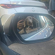 Dash a rejoint le concours — aidez-le/la à gagner de superbes lots ! dog, dachshund, puppy, side_mirror, car, reflection, person, hand, street, vehicle, white_car, outdoor, daylight, pet, curious, window, road, urban, travel, companion