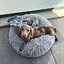 puppy, dog, pet_bed, blanket, spotted, fur, collar, indoor, concrete_floor, sunlight, resting, cute, animal, small_dog, canine, looking_up, cozy, gray, soft_texture, relaxed