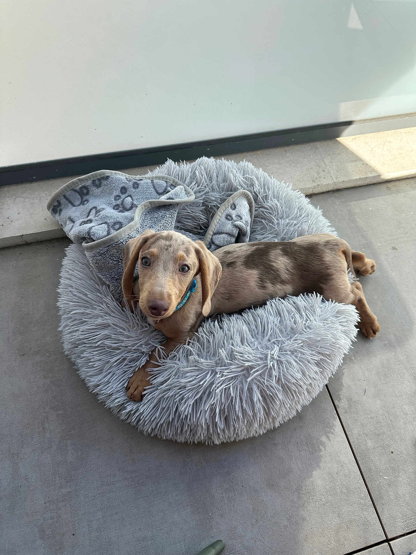 Dash a rejoint le concours — aidez-le/la à gagner de superbes lots ! puppy, dog, pet_bed, blanket, spotted, fur, collar, indoor, concrete_floor, sunlight, resting, cute, animal, small_dog, canine, looking_up, cozy, gray, soft_texture, relaxed