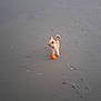Arya participe au concours pour gagner de l'argent avec cette photo : animal, ball, beach, blurred_background, canine, daytime, dog, footprints, furry, nature, outdoor, pet, playing, recreation, sand, shore, small_dog, sunset_lighting, walking, water