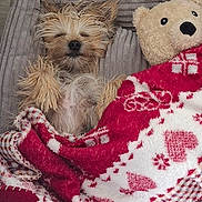Arya a rejoint le concours — aidez-le/la à gagner de superbes lots ! animal, bed, blanket, closed_eyes, comfort, cozy, cute, dog, fur, fur_texture, indoors, napping, pet, relaxation, resting, sleeping, small_dog, snuggled, soft, teddy_bear