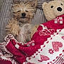 animal, bed, blanket, closed_eyes, comfort, cozy, cute, dog, fur, fur_texture, indoors, napping, pet, relaxation, resting, sleeping, small_dog, snuggled, soft, teddy_bear