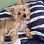 Arya participe au concours pour gagner de l'argent avec cette photo : animal, bed, brown_fur, canine, comfortable, cozy, curious, cute, dog, ears, fur, furry, indoor, lying_down, pet, portrait, relaxed, resting, small_dog, striped_bedding