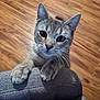 cat, pet, indoor, wood_floor, gray_couch, whiskers, curious, cute, feline, closeup, animal, paws, looking_up, tabby, domestic_cat, playful, furniture, home, mammal, ears