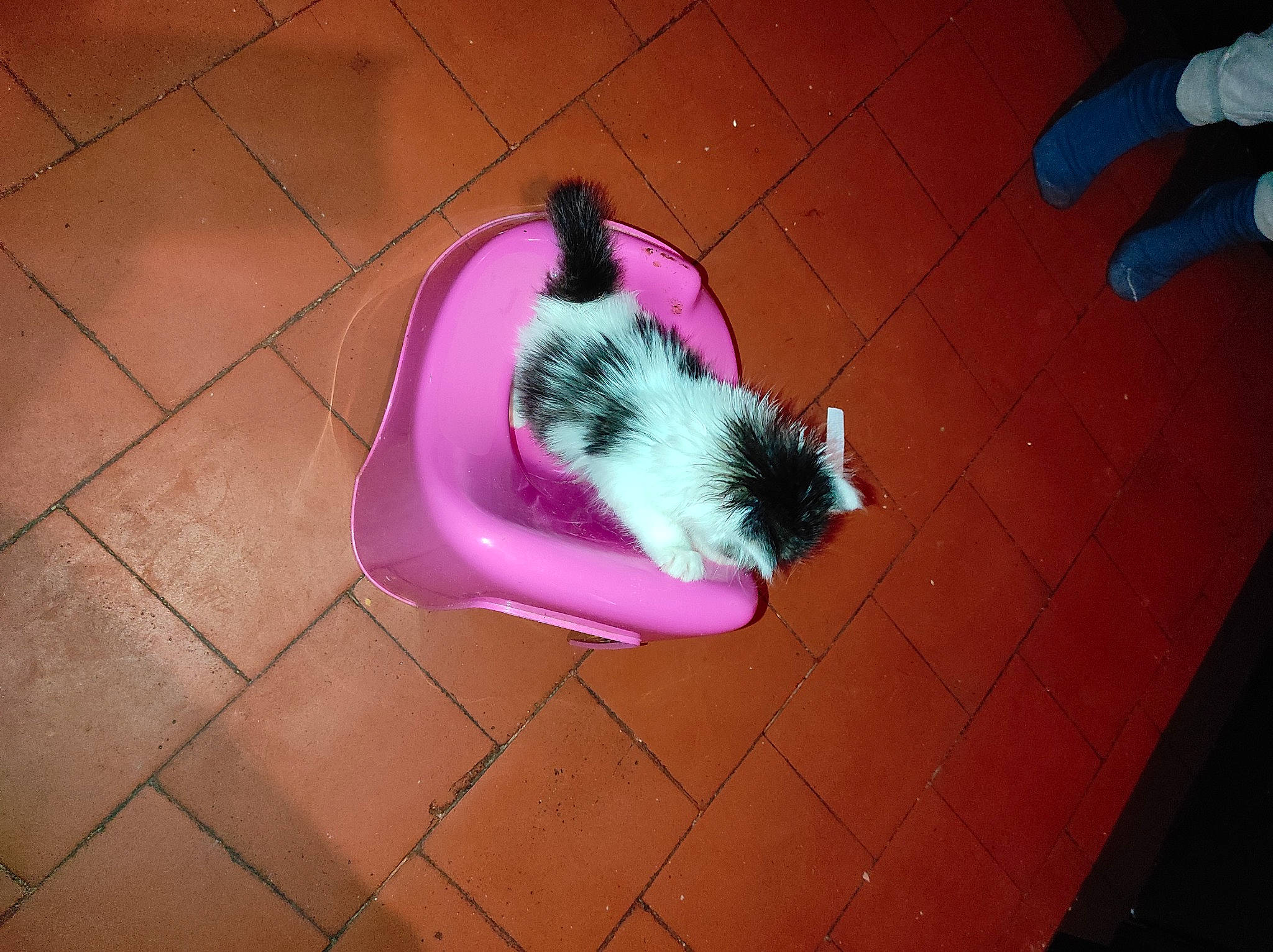 Sayana a rejoint le concours — aidez-le/la à gagner de superbes lots ! carnivore, cat, companion_dog, dog_breed, electric_blue, felidae, floor, flooring, fur, hardwood, magenta, paw, pet_supply, pink, purple, rodent, small_to_medium_sized_cats, snout, tail, whiskers