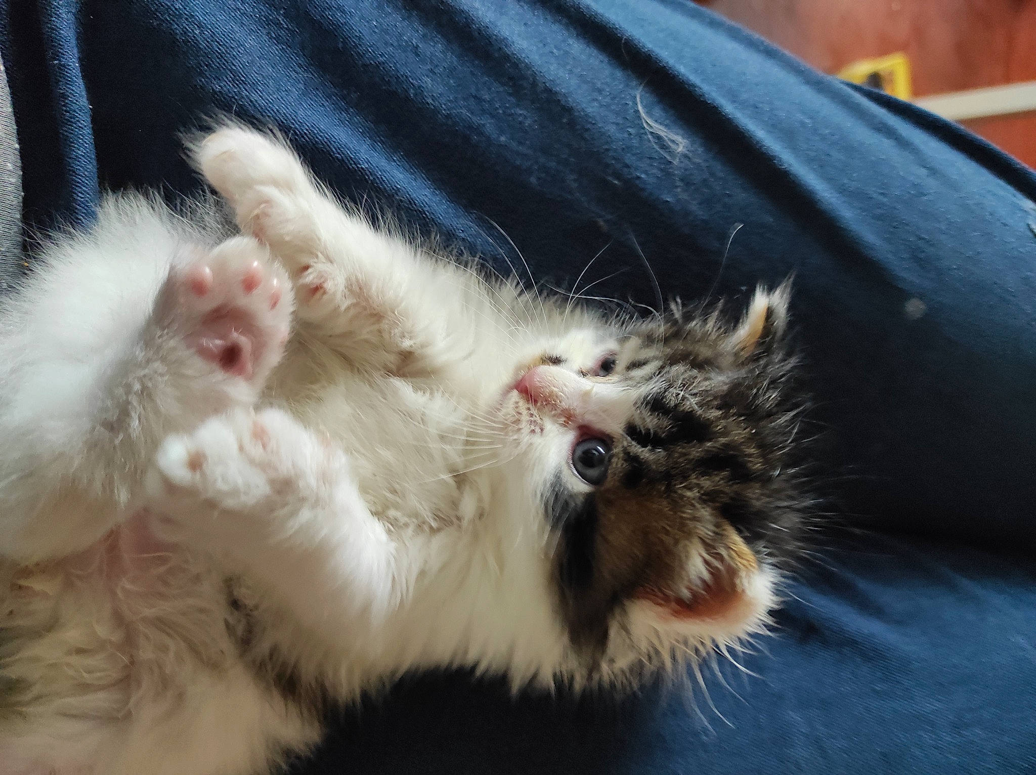 Sayana a rejoint le concours — aidez-le/la à gagner de superbes lots ! carnivore, cat, claw, dog_breed, domestic_short_haired_cat, ear, eye, fawn, felidae, foot, fur, gesture, mammal, paw, small_to_medium_sized_cats, snout, tail, vertebrate, whiskers, yawn