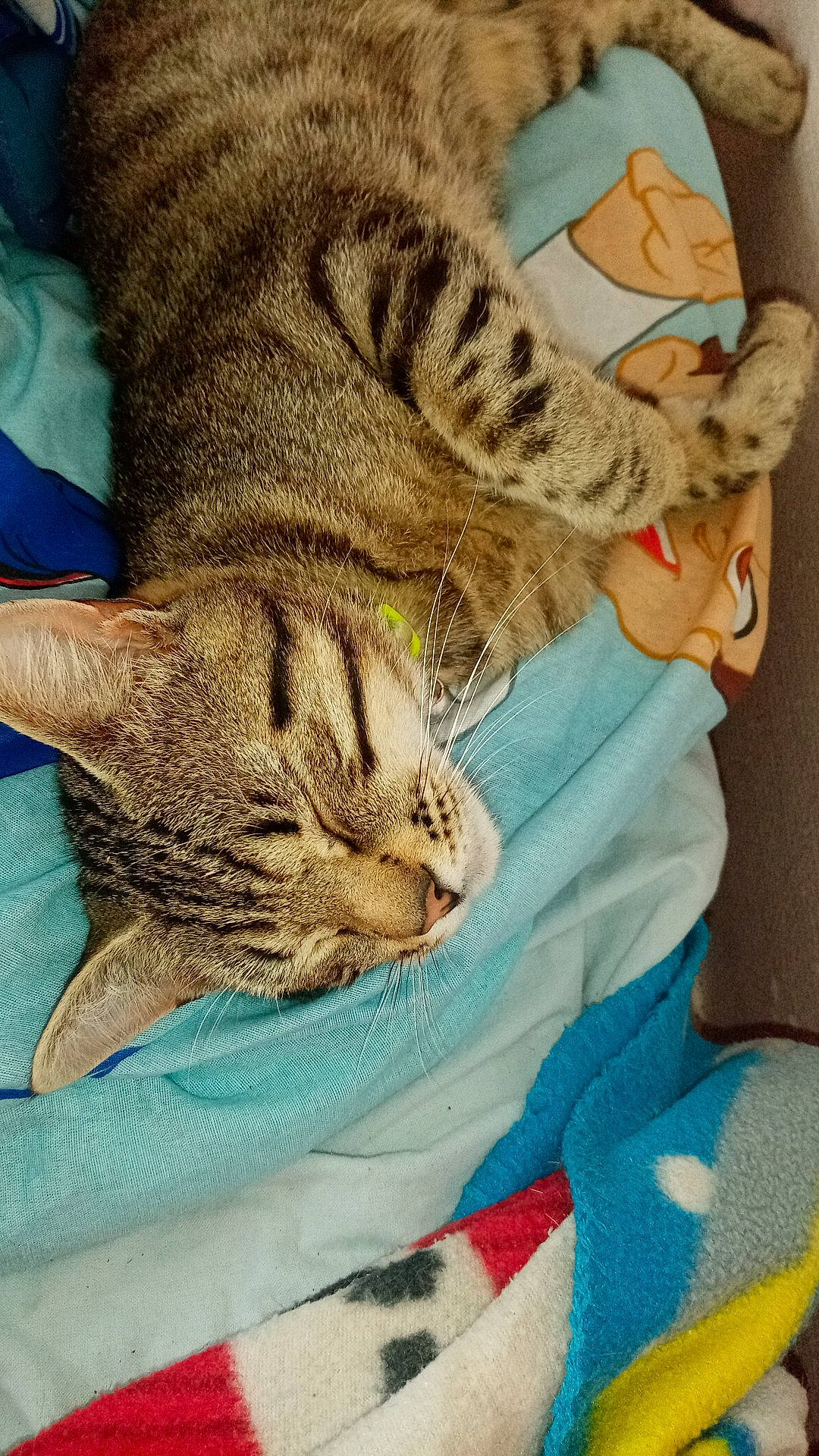 Simba participe au concours pour gagner de l'argent avec cette photo : asian, australian_mist, california_spangled, carnivore, cat, chausie, domestic_short_haired_cat, dragon_li, egyptian_mau, european_shorthair, felidae, kitten, mammal, ocicat, pixie_bob, savannah, small_to_medium_sized_cats, tabby_cat, toyger, whiskers