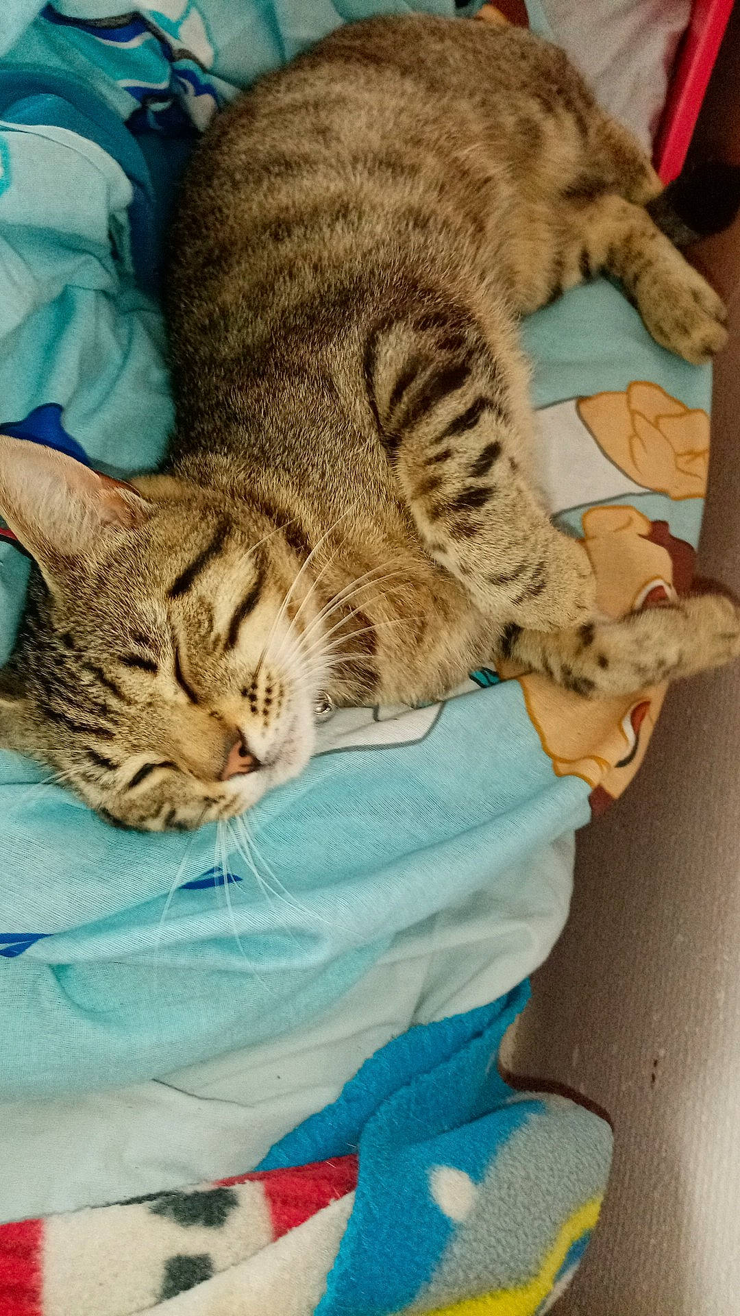 Simba a rejoint le concours — aidez-le/la à gagner de superbes lots ! american_shorthair, asian, australian_mist, california_spangled, carnivore, cat, domestic_short_haired_cat, dragon_li, egyptian_mau, european_shorthair, felidae, fur, kitten, mammal, ocicat, pixie_bob, savannah, small_to_medium_sized_cats, tabby_cat, whiskers