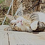 cat, tabby, animal, pet, grooming, paw, whiskers, wooden_surface, stone_wall, outdoor, sunlight, relaxed, lying_down, nature, close_up, feline, mammal, quiet, daytime, tongue