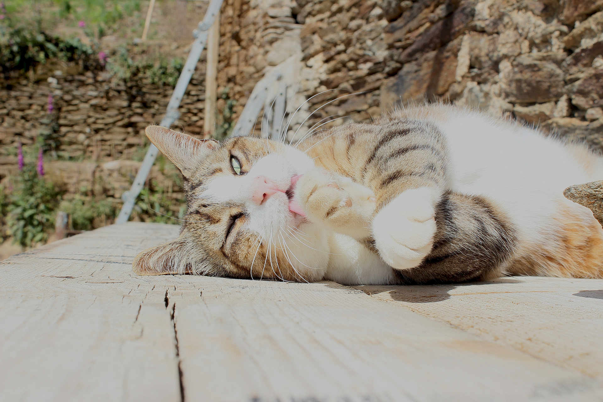 Mignion a rejoint le concours — aidez-le/la à gagner de superbes lots ! cat, tabby, animal, pet, grooming, paw, whiskers, wooden_surface, stone_wall, outdoor, sunlight, relaxed, lying_down, nature, close_up, feline, mammal, quiet, daytime, tongue