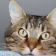 Piki participe au concours pour gagner de l'argent avec cette photo : cat, tabby, close_up, whiskers, ears, eyes, fur, resting, pet, animal, cute, face, portrait, domestic_cat, feline, looking, soft_surface, indoor, alert, expression