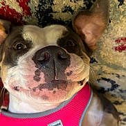 Jewel joined the competition — help win amazing prizes! dog, pet, close_up, pink_harness, lying_down, carpet, smiling, happy, ears, face, animal, domestic_animal, mammal, cute, companion, playful, fur, nose, whiskers, indoor