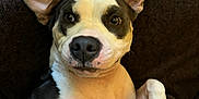 Jewel is registered to the contest to win money with this photo: dog, pet, animal, laying_down, ears_up, brown, white, black, couch, cushion, indoor, closeup, looking_at_camera, cute, playful, fur, nose, paw, relaxed, companion