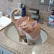 Frankie is registered to the contest to win money with this photo: cat, orange_cat, sink, bathroom, countertop, granite, soap, lotion, tile_wall, curious, pet, domestic_animal, whiskers, ears, tail, fur, indoor, household, drain, feline