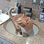cat, orange_cat, sink, bathroom, countertop, granite, soap, lotion, tile_wall, curious, pet, domestic_animal, whiskers, ears, tail, fur, indoor, household, drain, feline