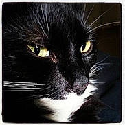 Kosmo is registered to the contest to win money with this photo: