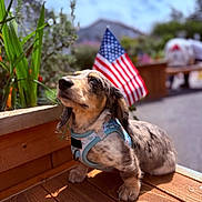 Fynn joined the competition — help win amazing prizes! dachshund, puppy, dog, harness, wooden_deck, american_flag, outdoor, sunlight, plants, greenery, pet, animal, cute, small_dog, summer, blurred_background, nature, daytime, portrait, adorable