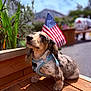 dachshund, puppy, dog, harness, wooden_deck, american_flag, outdoor, sunlight, plants, greenery, pet, animal, cute, small_dog, summer, blurred_background, nature, daytime, portrait, adorable