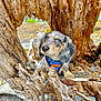 Fynn joined the competition — help win amazing prizes! puppy, dog, blue_eyes, tree_trunk, hollow_tree, nature, outdoor, wood, pine_cone, rocks, curious, animal, pet, fur, close_up, forest_floor, natural_light, brown, gray, small_dog