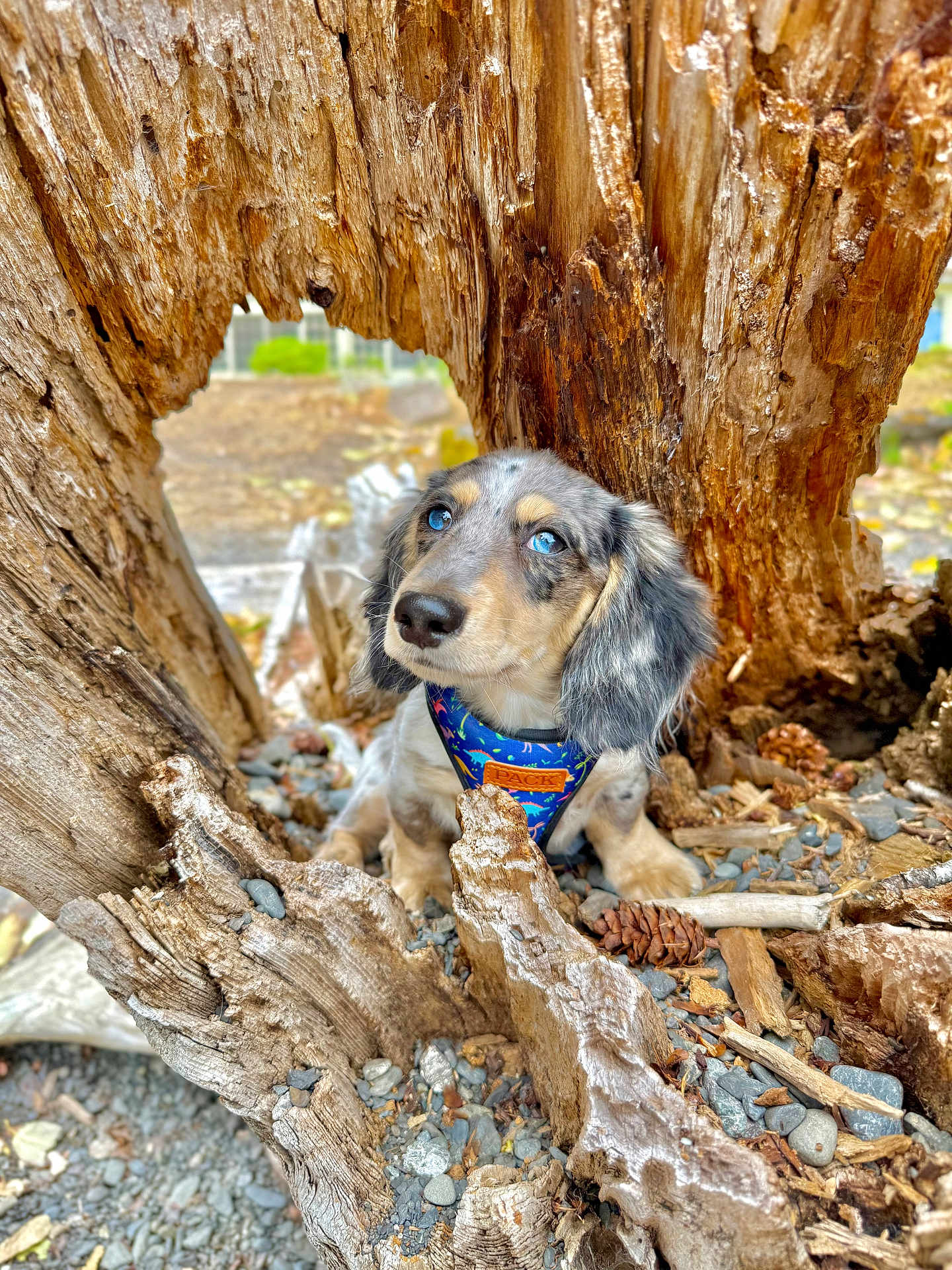 Fynn joined the competition — help win amazing prizes! puppy, dog, blue_eyes, tree_trunk, hollow_tree, nature, outdoor, wood, pine_cone, rocks, curious, animal, pet, fur, close_up, forest_floor, natural_light, brown, gray, small_dog