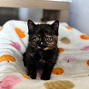 Bella joined the competition — help win amazing prizes! kitten, cat, tortoiseshell, pet, animal, cute, feline, fur, whiskers, blanket, indoor, small, young, soft, patterned_blanket, curious, sitting, domestic_cat, closeup, adorable