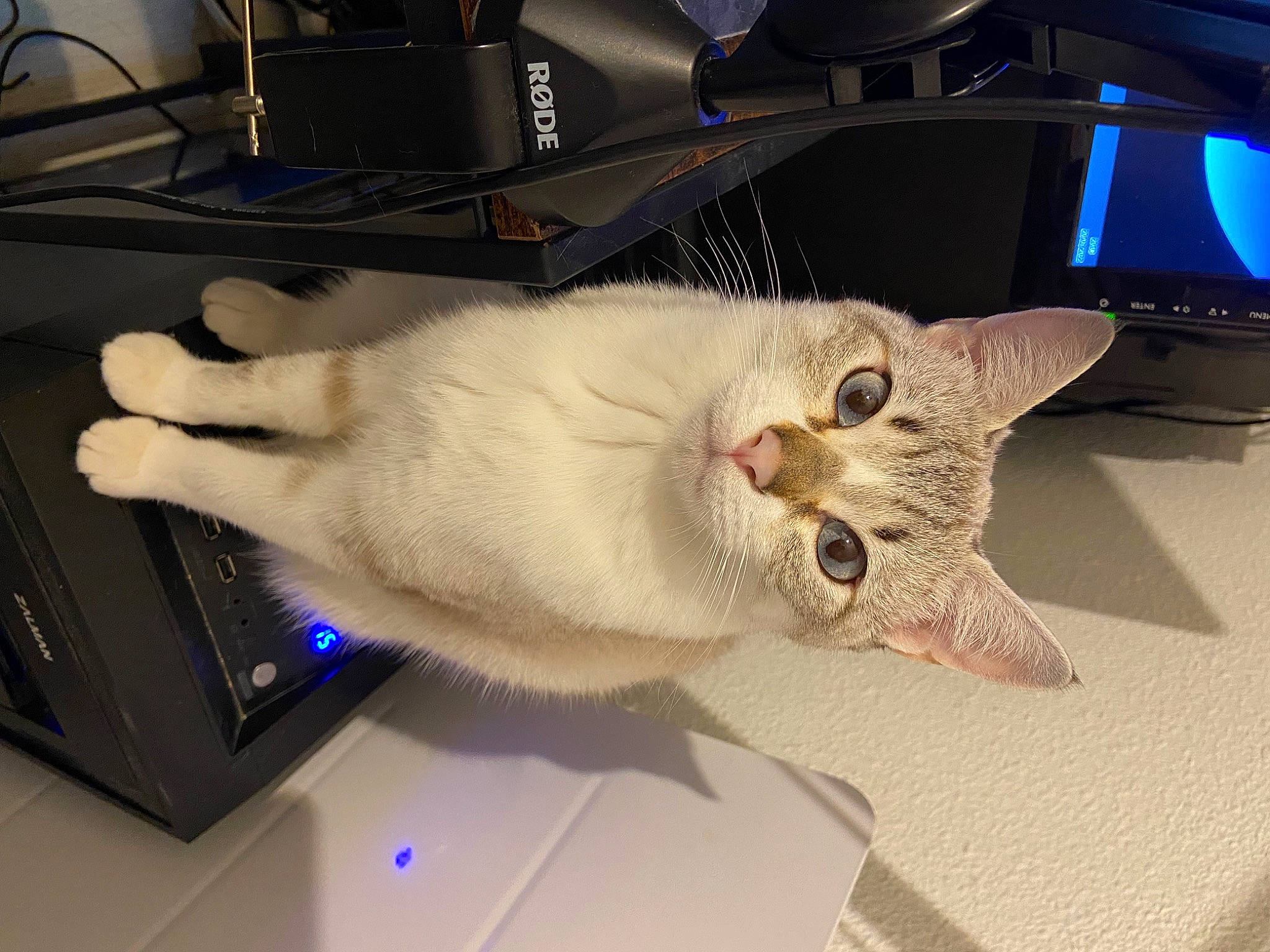 Mona a rejoint le concours — aidez-le/la à gagner de superbes lots ! carnivore, cat, computer, computer_hardware, computer_keyboard, computer_monitor, domestic_short_haired_cat, fang, fawn, felidae, fur, gadget, input_device, output_device, paw, peripheral, personal_computer, small_to_medium_sized_cats, tail, whiskers