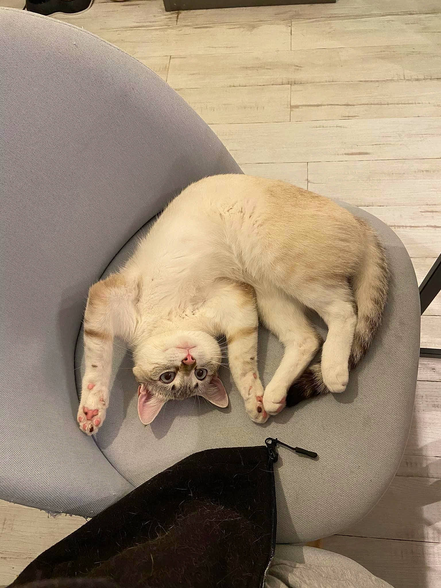 Mona participe au concours pour gagner de l'argent avec cette photo : carnivore, comfort, companion_dog, dog_breed, fang, fawn, felidae, foot, gesture, hand, head, human_leg, jaw, knee, nail, paw, small_to_medium_sized_cats, snout, tail, whiskers