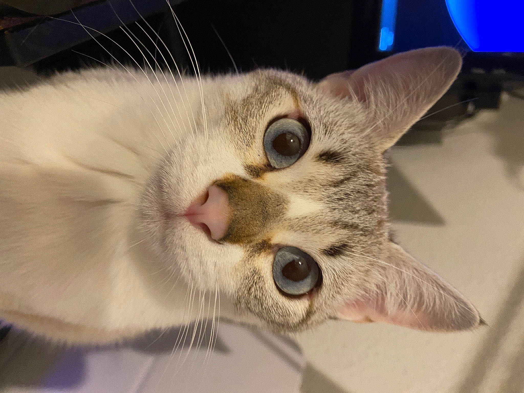 Mona participe au concours pour gagner de l'argent avec cette photo : carnivore, cat, cat_supply, claw, collar, domestic_short_haired_cat, ear, eyelash, fang, fawn, felidae, fur, iris, nose, paw, small_to_medium_sized_cats, snout, terrestrial_animal, whiskers