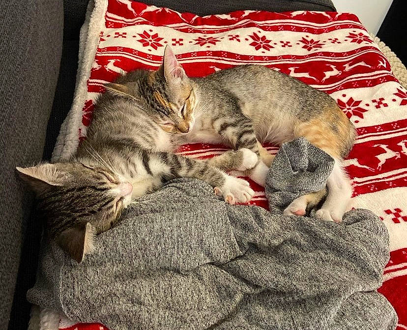 Effy a rejoint le concours — aidez-le/la à gagner de superbes lots ! bedding, carnivore, cat, claw, comfort, domestic_short_haired_cat, felidae, fur, grey, linens, nap, paw, sleep, small_to_medium_sized_cats, tail, textile, throw_pillow, whiskers