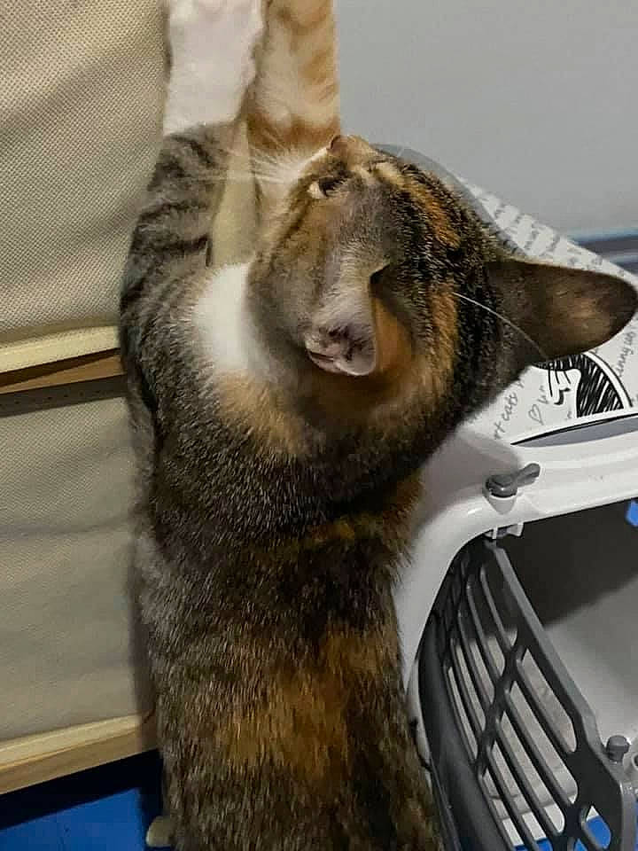 Effy participe au concours pour gagner de l'argent avec cette photo : automotive_exterior, automotive_lighting, bumper, claw, domestic_short_haired_cat, fawn, felidae, fur, fur_clothing, gas, grille, hood, jaw, motor_vehicle, small_to_medium_sized_cats, snout, street_fashion, terrestrial_animal, whiskers, wildlife