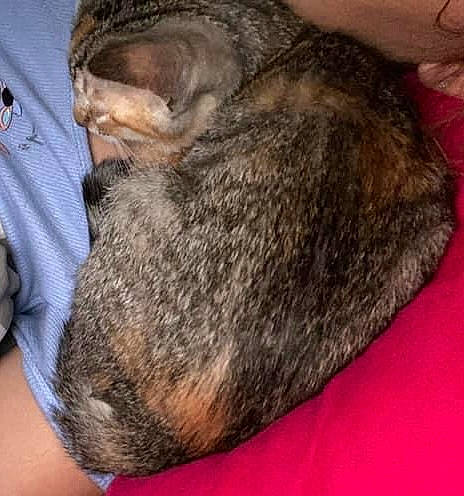 Effy participe au concours pour gagner de l'argent avec cette photo : canidae, carnivore, claw, comfort, dog_breed, domestic_short_haired_cat, ear, felidae, fur, nap, rabbit, rabbits_and_hares, sleep, small_to_medium_sized_cats, sporting_group, tail, terrestrial_animal, whiskers