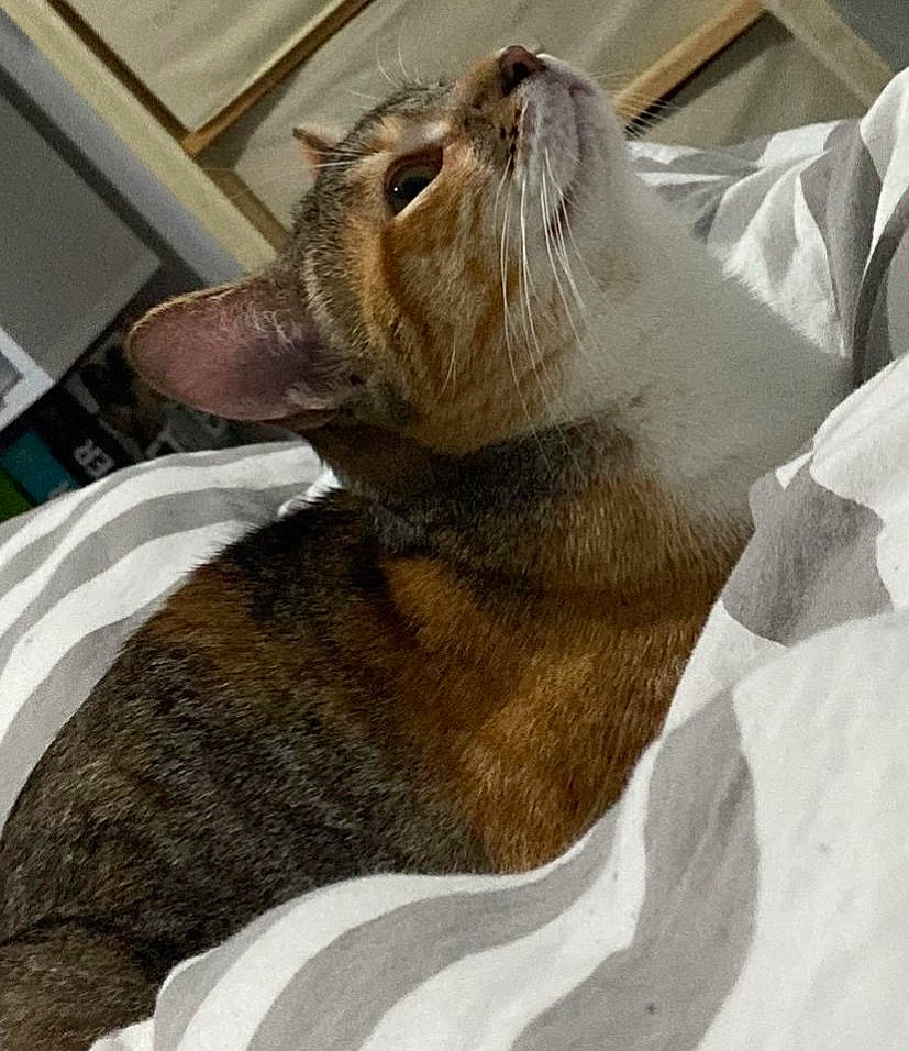 Effy a rejoint le concours — aidez-le/la à gagner de superbes lots ! animal_shelter, carnivore, cat, claw, comfort, domestic_short_haired_cat, fawn, felidae, fur, linens, liver, room, small_to_medium_sized_cats, snout, sporting_group, tail, terrestrial_animal, textile, whiskers, window