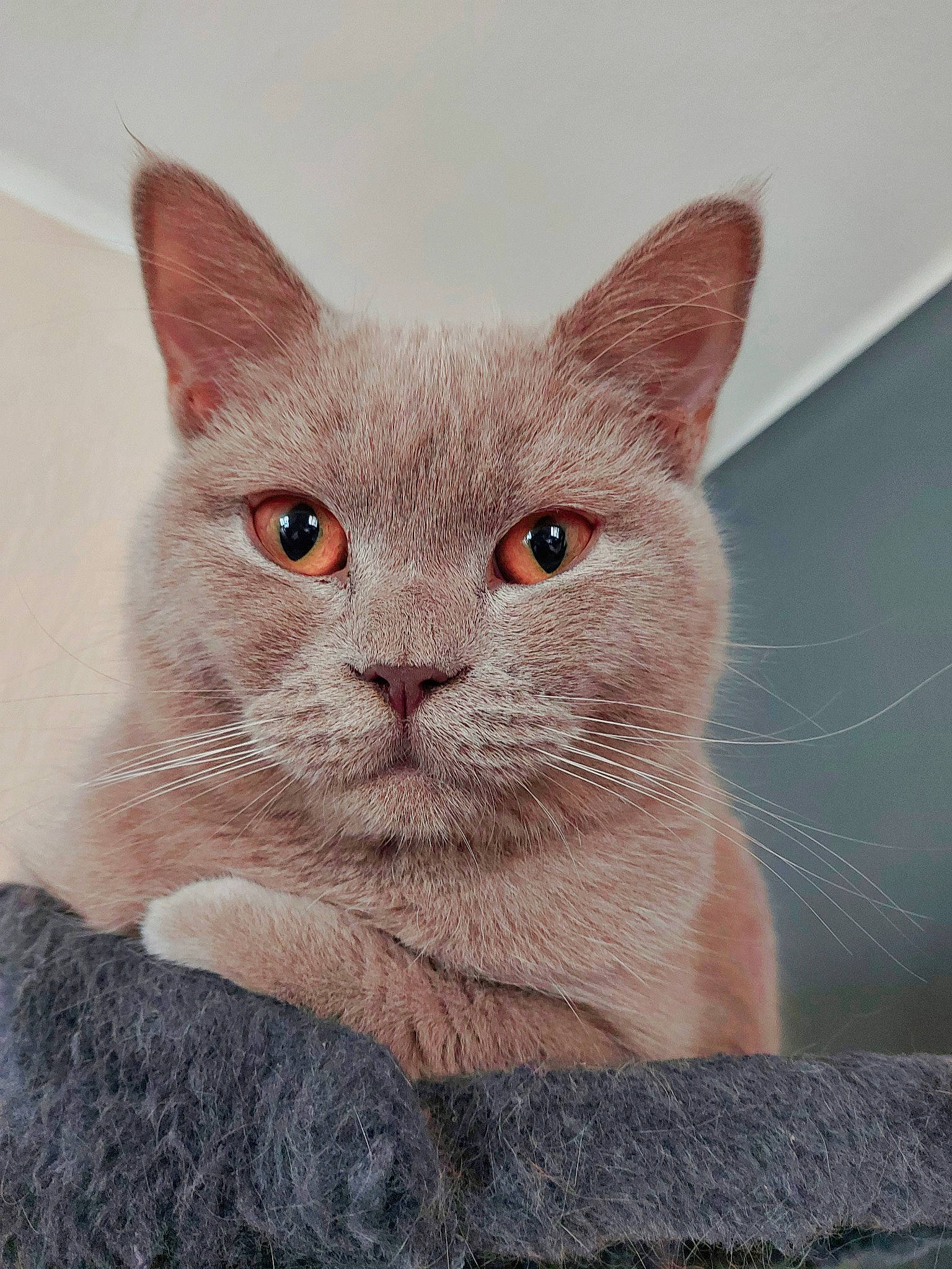 Yuki a rejoint le concours — aidez-le/la à gagner de superbes lots ! art, carnivore, cat, domestic_short_haired_cat, eye, fawn, felidae, fur, illustration, iris, photo_caption, small_to_medium_sized_cats, snout, terrestrial_animal, whiskers, window