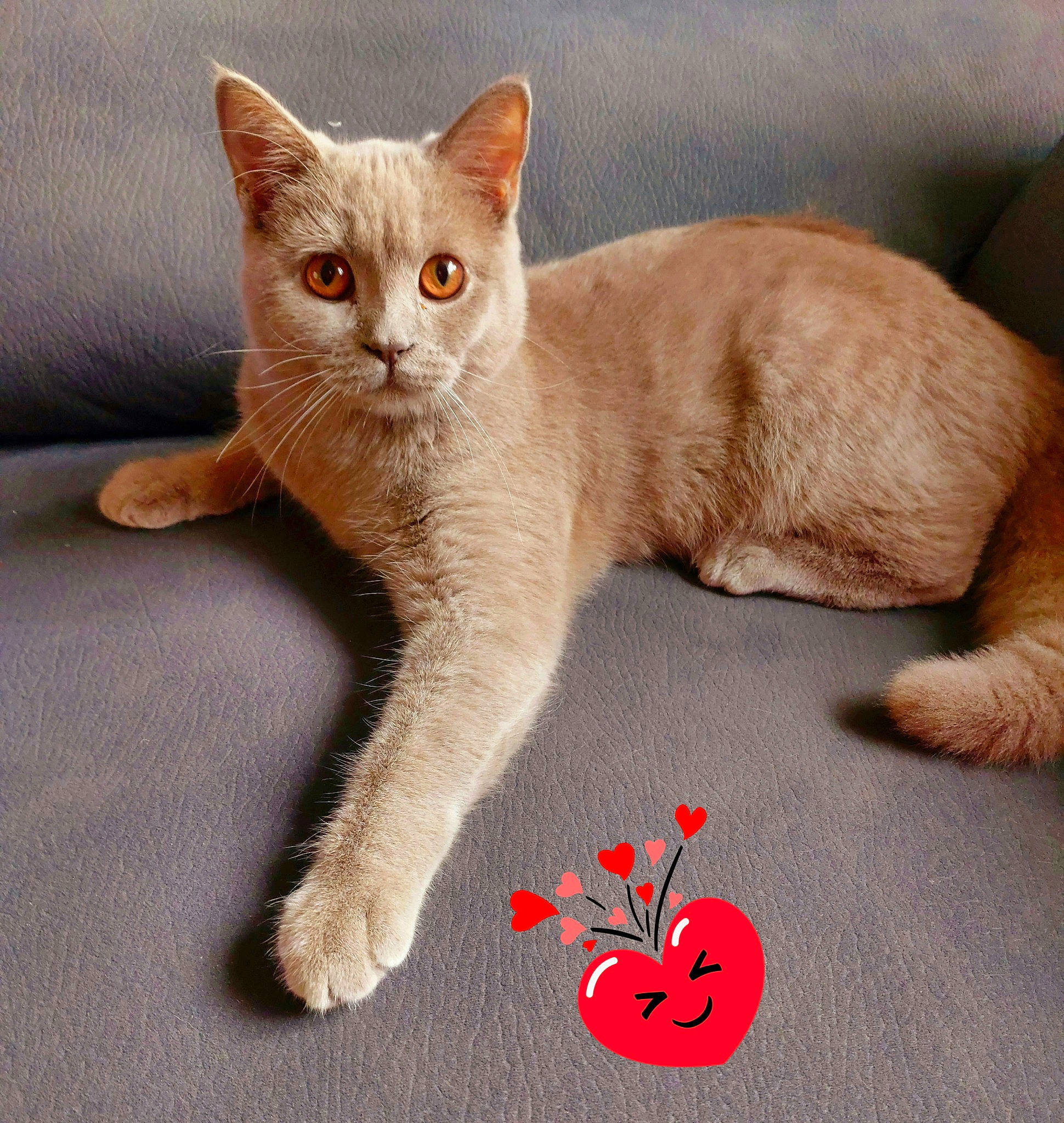 Yuki participe au concours pour gagner de l'argent avec cette photo : carmine, carnivore, cat, cat_supply, claw, comfort, coquelicot, domestic_short_haired_cat, fawn, felidae, foot, fur, paw, sitting, small_to_medium_sized_cats, snout, tail, terrestrial_animal, whiskers