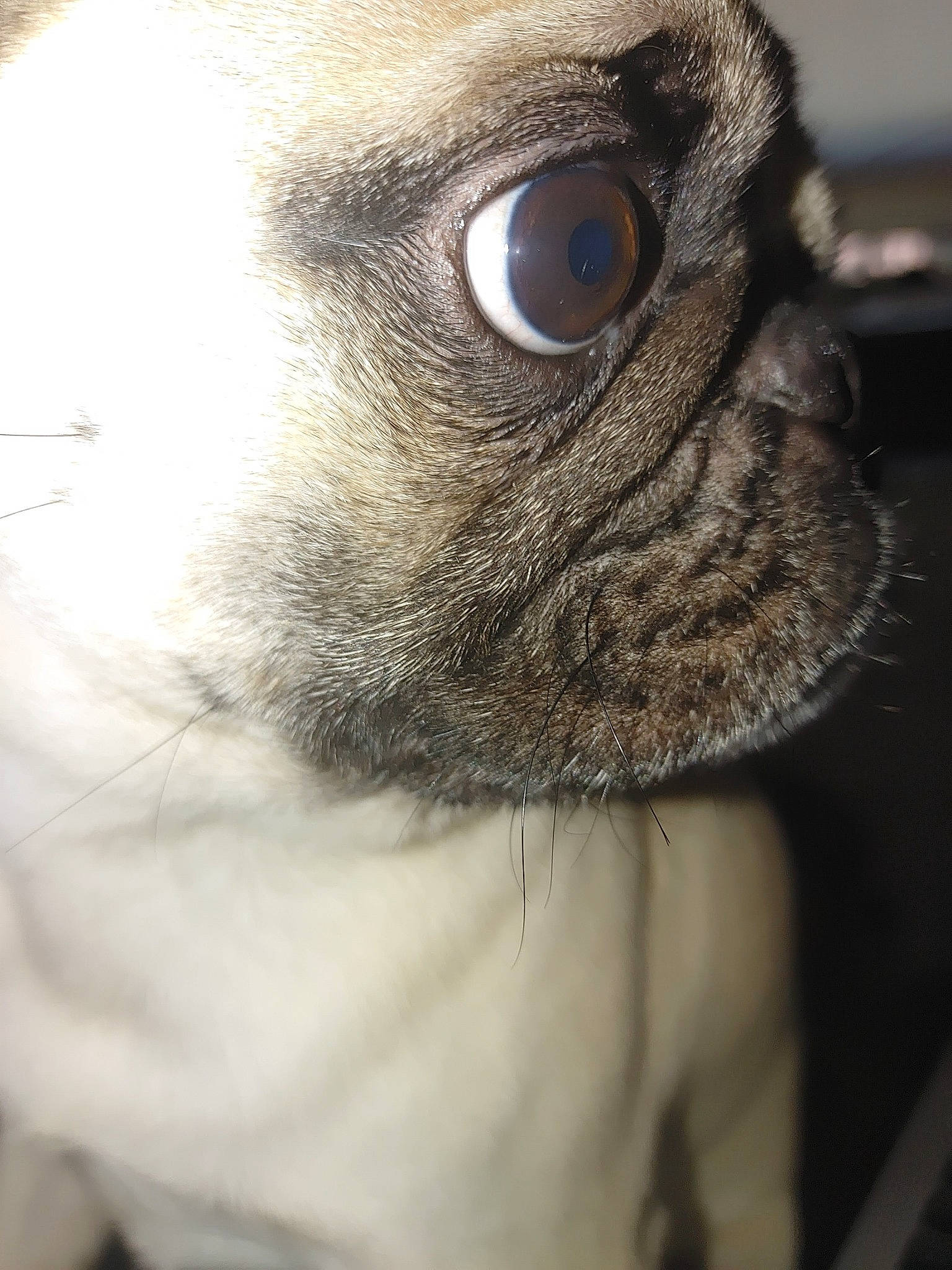 Jojo is registered to the contest to win money with this photo: canidae, carnivore, close_up, companion_dog, dog, dog_breed, ear, eye, eyelash, fawn, fur, hair, head, human_body, liver, snout, terrestrial_animal, whiskers, working_animal, wrinkle