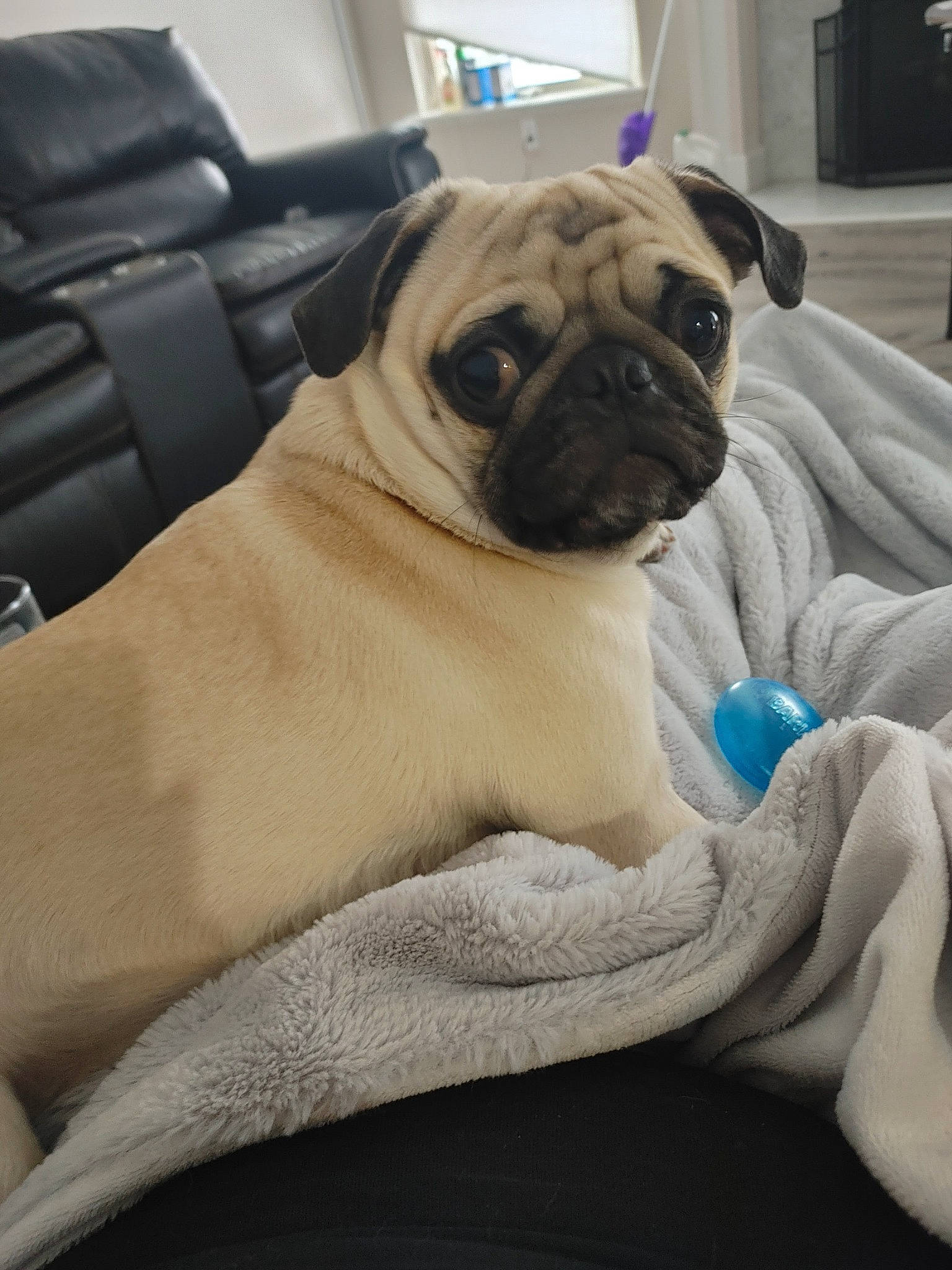 Jojo is registered to the contest to win money with this photo: ancient_dog_breeds, canidae, carnivore, comfort, companion_dog, dog, dog_breed, family_car, fawn, fur, linens, non_sporting_group, pug, puppy, snout, sporting_group, toy_dog, whiskers, working_animal, wrinkle