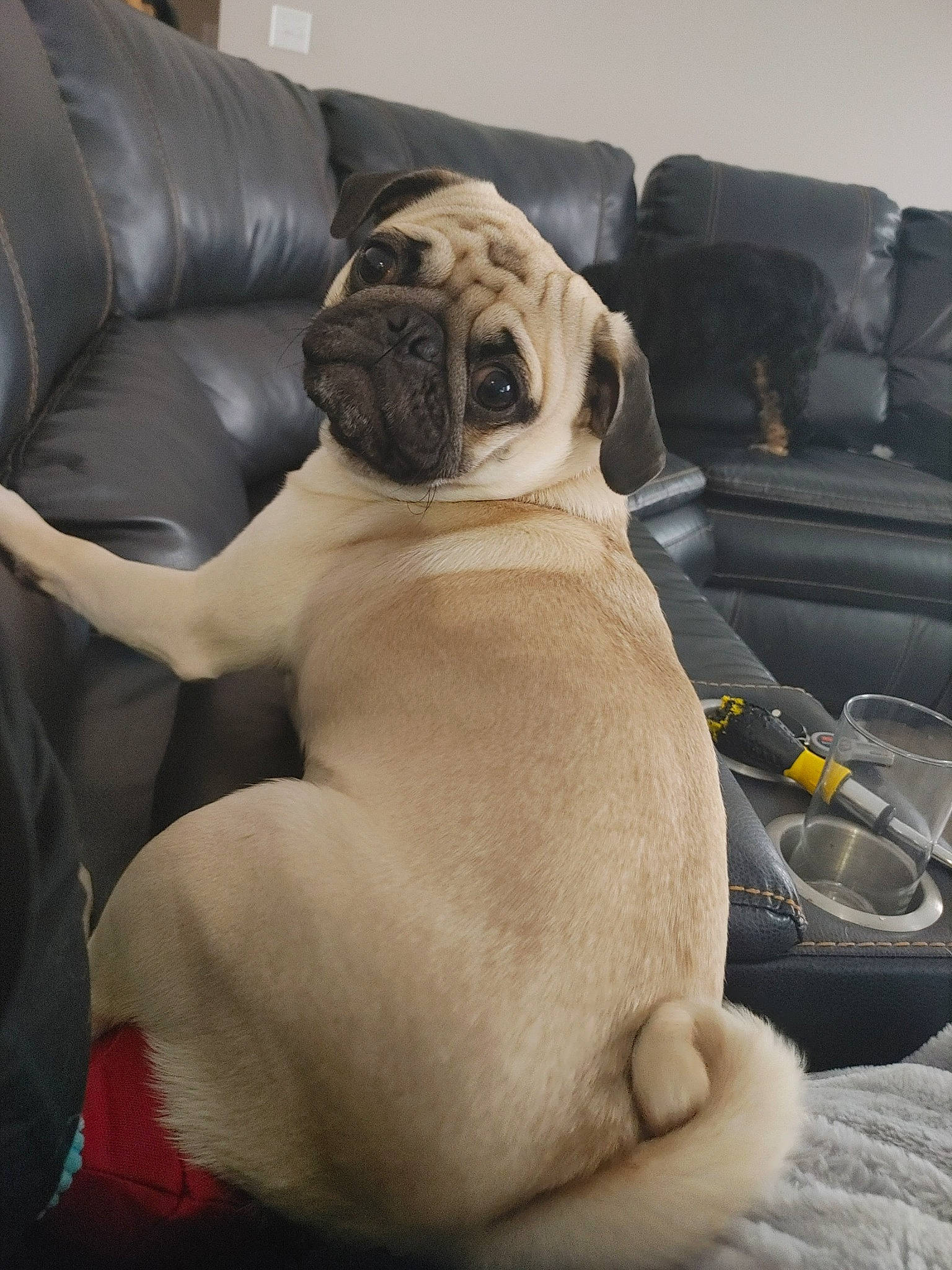 Jojo is registered to the contest to win money with this photo: canidae, carnivore, chair, comfort, companion_dog, dog, dog_breed, fawn, flooring, fur, head_restraint, linens, pug, snout, sporting_group, toy_dog, whiskers, window, working_animal, wrinkle