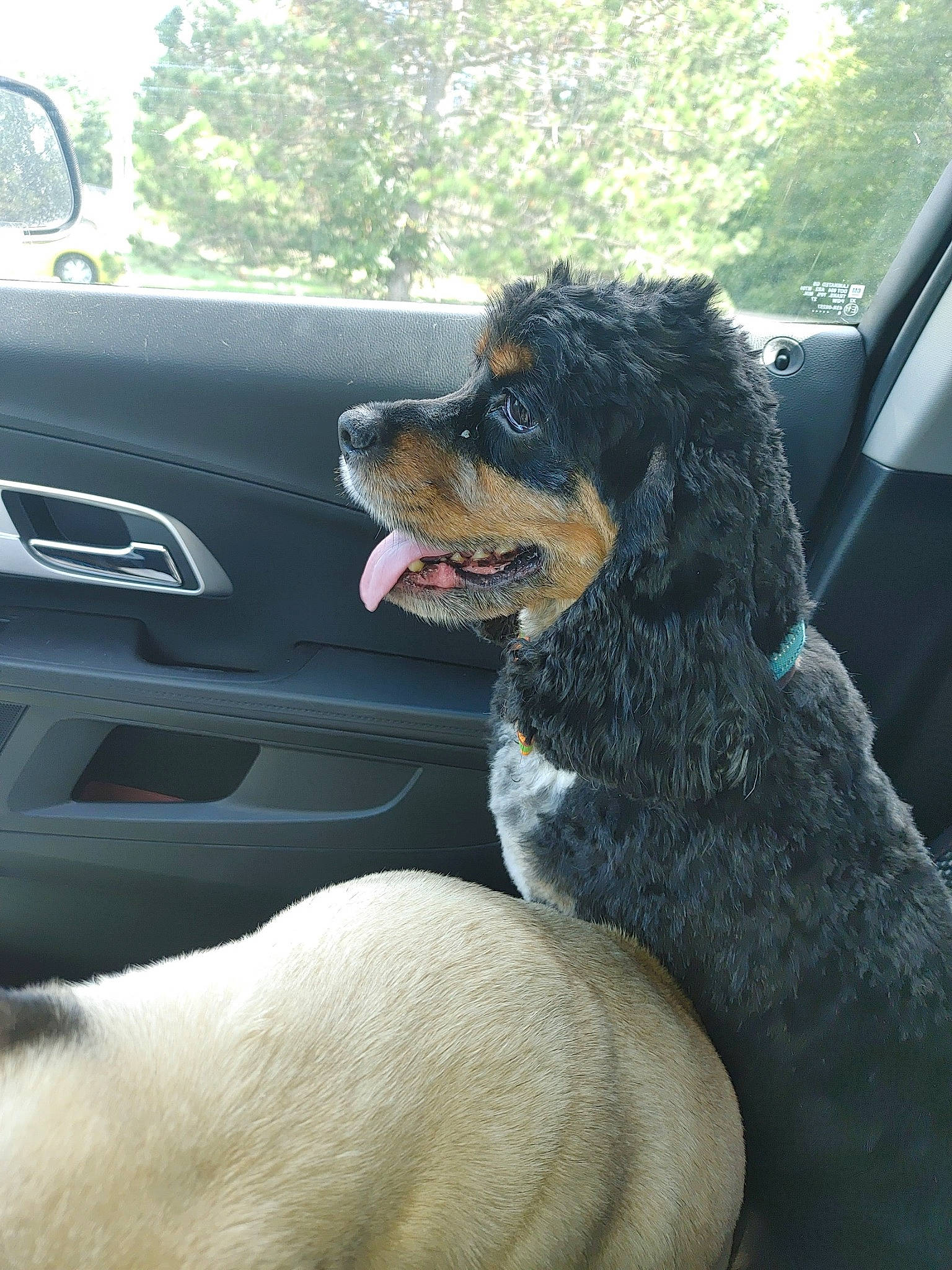 Brownie is registered to the contest to win money with this photo: automotive_design, automotive_exterior, automotive_lighting, automotive_mirror, automotive_tire, car, car_seat, carnivore, companion_dog, dog, dog_breed, fender, hood, motor_vehicle, personal_luxury_car, snout, tints_and_shades, vehicle, vehicle_door, window