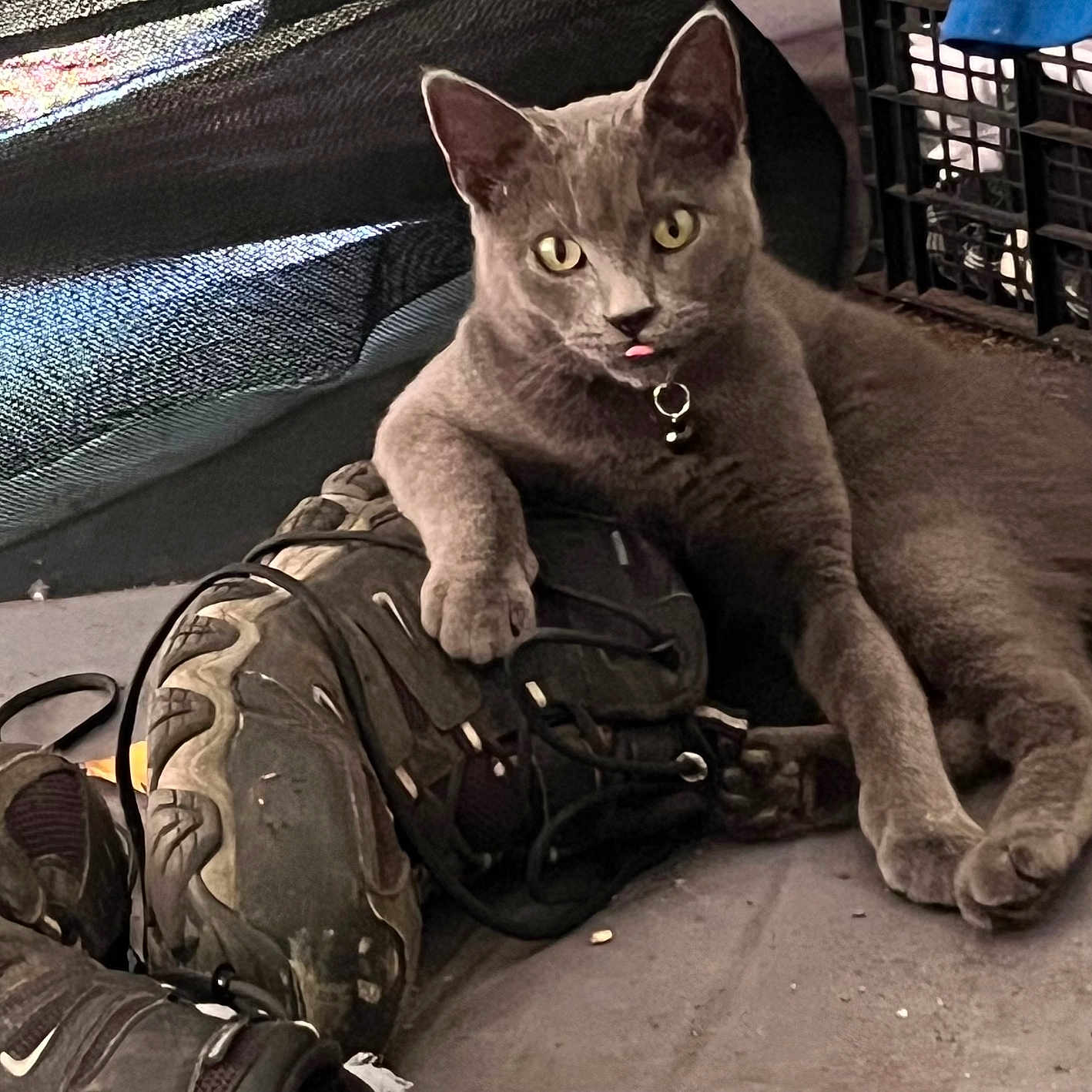 Sesshomaru joined the competition — help win amazing prizes! animal, boots, casual, cat, close_up, collar, curious, domestic_cat, feline, floor, gray_cat, hiking_boots, indoor, mischievous, paw, pet, playful, relaxed, resting, tongue_out