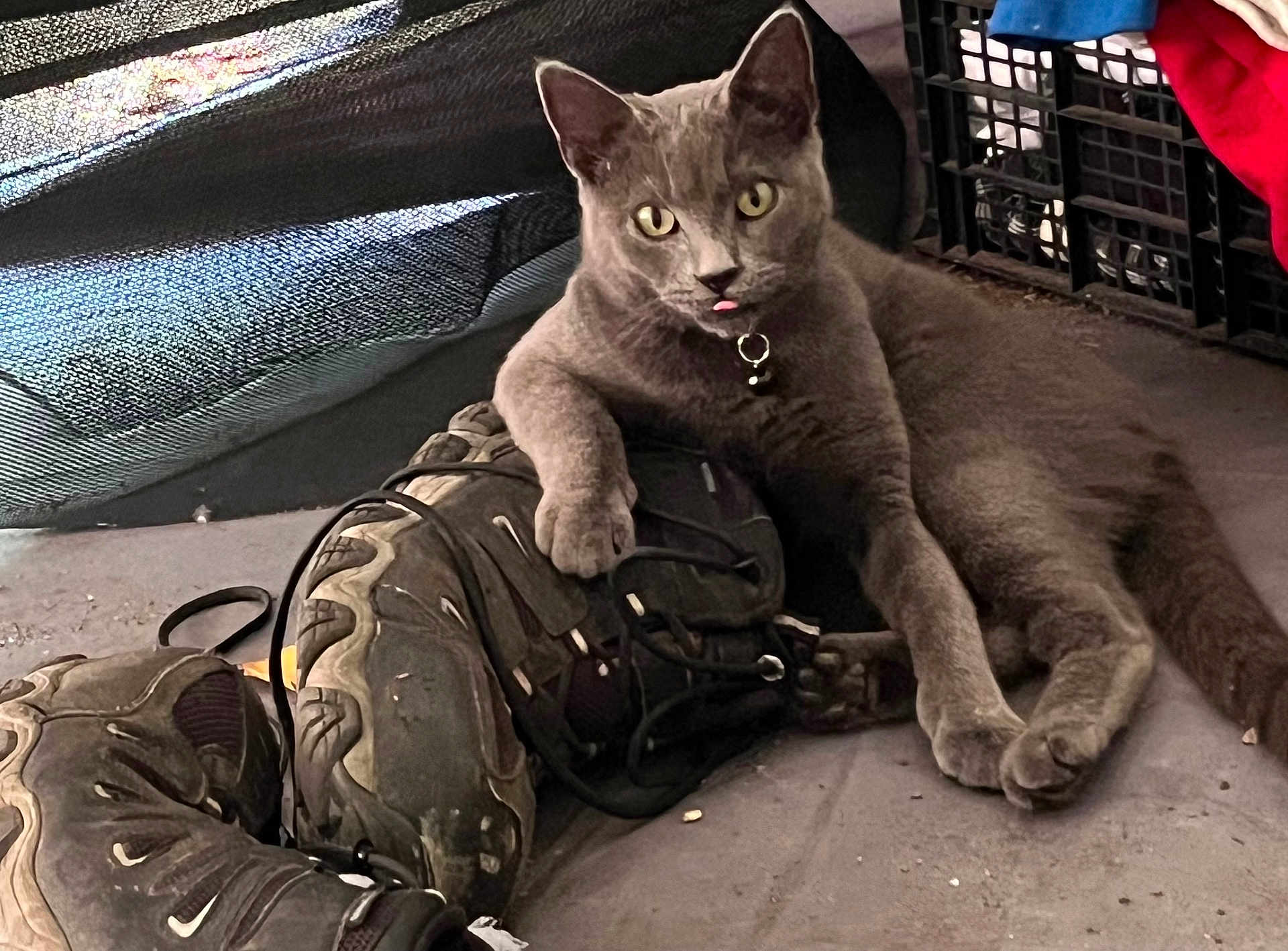 Sesshomaru joined the competition — help win amazing prizes! cat, gray_cat, pet, animal, paw, boots, hiking_boots, floor, indoor, tongue_out, collar, relaxed, resting, feline, curious, playful, domestic_cat, close_up, mischievous, casual