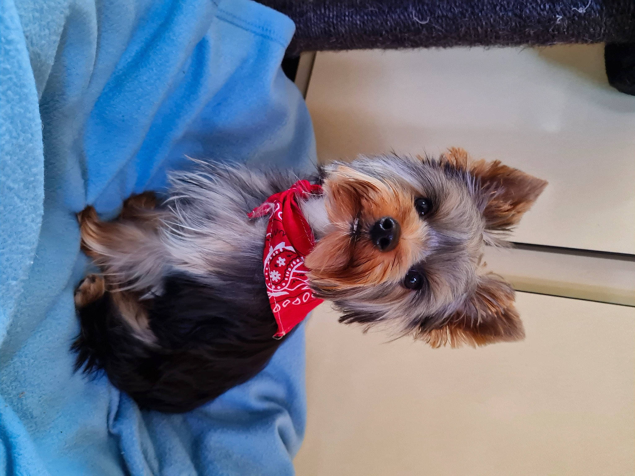 Snoopy participe au concours pour gagner de l'argent avec cette photo : canidae, carnivore, collar, companion_dog, computer_keyboard, dog, dog_breed, dog_clothes, dog_supply, fashion_accessory, fawn, fur, mammal, pet_supply, small_terrier, snout, sporting_group, toy_dog, working_animal, yorkshire_terrier