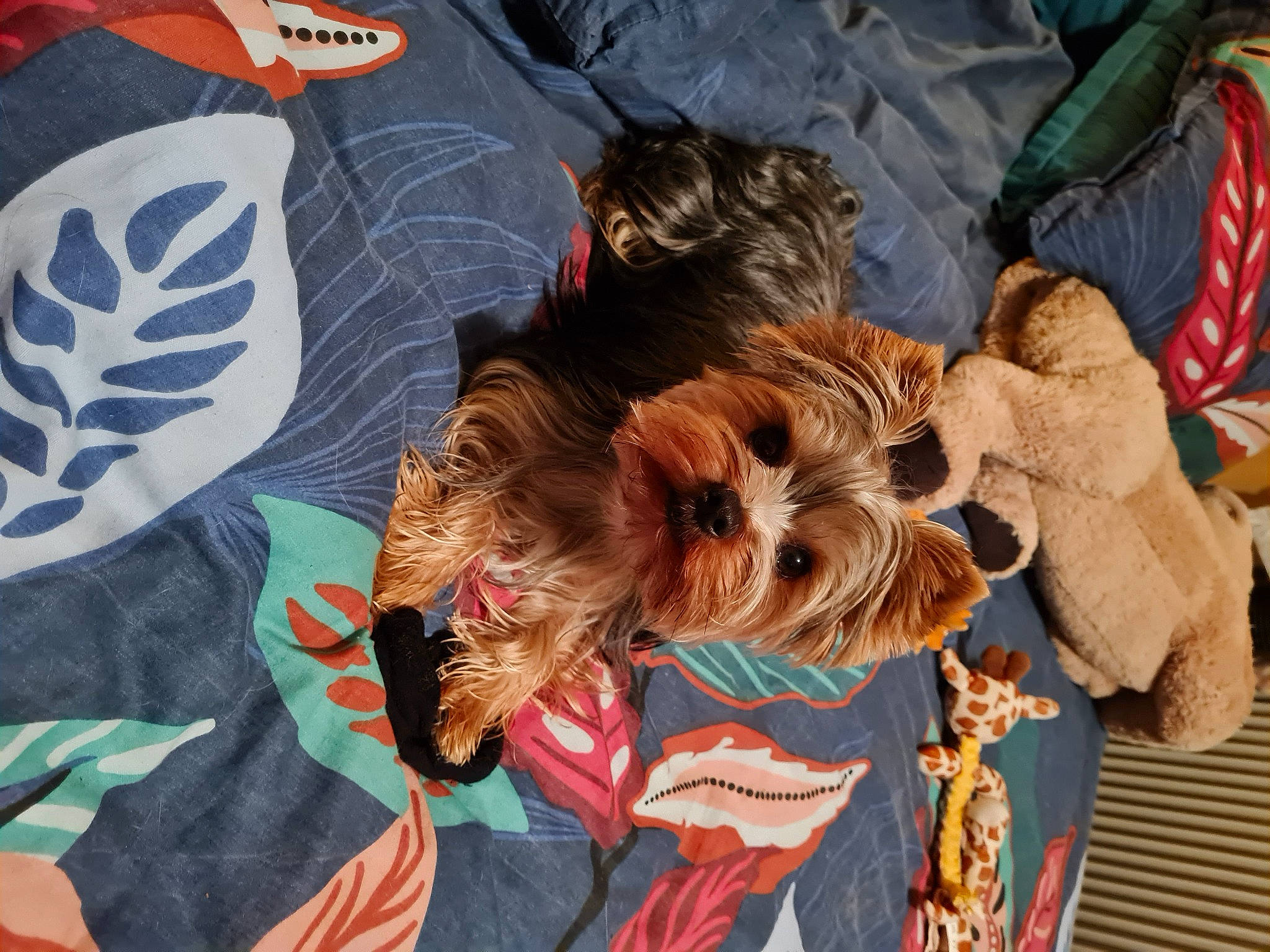 Snoopy a rejoint le concours — aidez-le/la à gagner de superbes lots ! art, australian_silky_terrier, canidae, carnivore, companion_dog, dog, dog_breed, dog_clothes, dog_supply, fawn, felidae, fur, hat, pattern, schnauzer, small_terrier, sporting_group, terrier, toy_dog, yorkshire_terrier