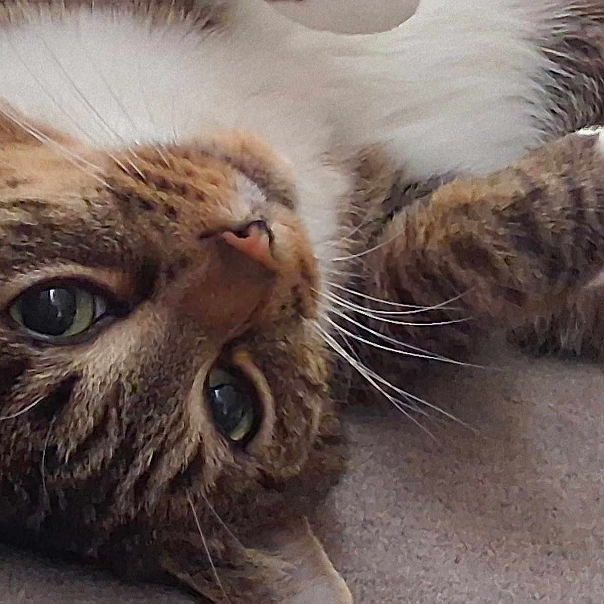 Tiger joined the competition — help win amazing prizes! cat, tabby, close_up, green_eyes, whiskers, fur, pet, animal, lying_down, relaxed, indoor, cute, face, mammal, sleepy, domestic, feline, portrait, resting, soft