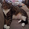 Tiger joined the competition — help win amazing prizes! cat, tabby_cat, white_paws, couch, indoor, relaxed, pet, feline, animal, household_items, remote_control, plastic_container, brown, striped, paws, fur, sleepy, resting, domestic_cat, cozy