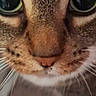cat, close_up, face, fur, whiskers, eyes, curious, pet, animal, tabby, nose, portrait, indoor, mammal, feline, cute, detail, texture, focus, soft_background