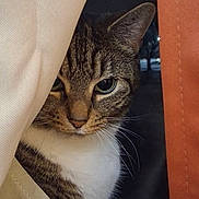 Tiger joined the competition — help win amazing prizes! cat, tabby, curious, peeking, curtain, indoors, animal, whiskers, ears, face, pet, feline, striped, closeup, window, soft_light, domestic_cat, mammal, looking, portrait
