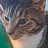 Tiger joined the competition — help win amazing prizes! cat, tabby_cat, pet, close_up, feline, whiskers, fur, face, ear, eye, nose, hand, petting, green_background, domestic_animal, animal, calm, resting, indoor, companion