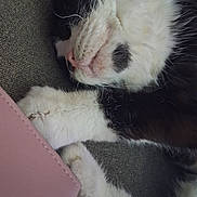 Becki is registered to the contest to win money with this photo: cat, sleeping, black_and_white, paw, fur, close_up, indoor, resting, cozy, soft, whiskers, cute, relaxed, pet, animal, feline, nap, texture, pink_object, grey_background